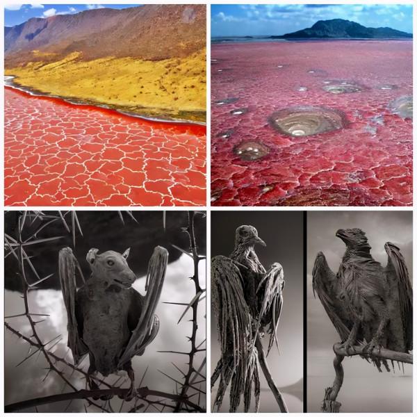 35張活久未見的照片，車走了冰還在原地，袋鼠打架像在鬥舞