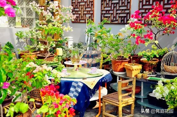 一個優雅的院子,都是養出來的 一個優雅的院子,都是養出來的