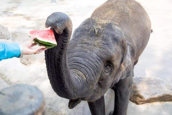 全球最聰明的十種動物,哪一個動物上榜是你沒有想到的? 全球最聰明的十種動物,哪一個動物上榜是你沒有想到的?