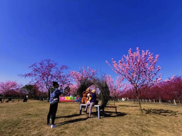 「秦櫻園」數百畝緋紅櫻花連成片
