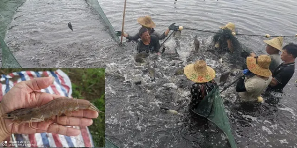 “混”出名堂!養魚賺蝦模式在廣西喜獲豐收,這份經驗供你借鑑 “混”出名堂!養魚賺蝦模式在廣西喜獲豐收,這份經驗供你借鑑