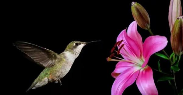 分享圖片&mdash;&mdash;可愛的小小鳥兒