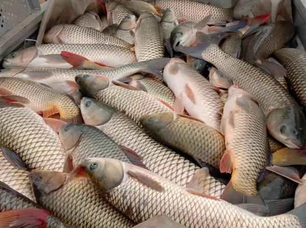 建議：不妨檢視這5種魚，或含有甲醛和重金屬，儘量少吃呦