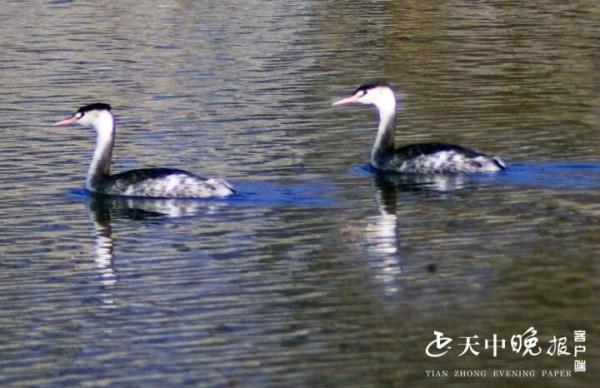 練江河景觀大橋下 候鳥成雙成對 真是美醉了