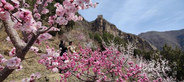 梅花映長城！這裡5000株梅花半數已盛放