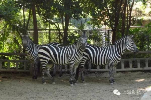【探索】“閃電”，羊市長......《瘋狂動物城》的角色現實中長這樣→