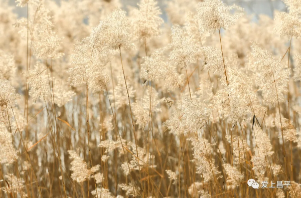 邂逅冬日浪漫！北京昌平這裡蘆葦成片，美得讓人心醉