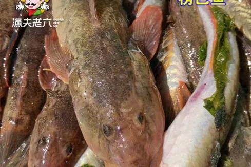 蝦虎魚(生活隨筆) 蝦虎魚(生活隨筆)