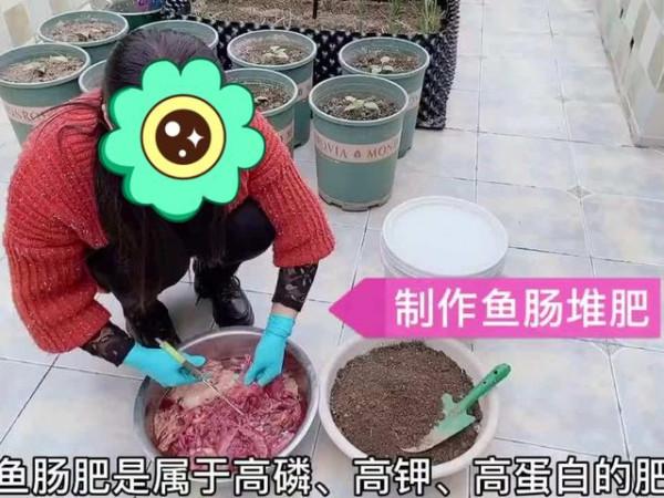 養花就用這4種“高磷肥”,不光生長旺盛,枝葉翠綠,開花更有勁 養花就用這4種“高磷肥”,不光生長旺盛,枝葉翠綠,開花更有勁