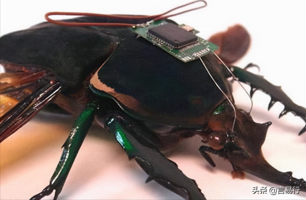 美國十大驚人腦實驗 大腦永不休眠也能精神抖擻