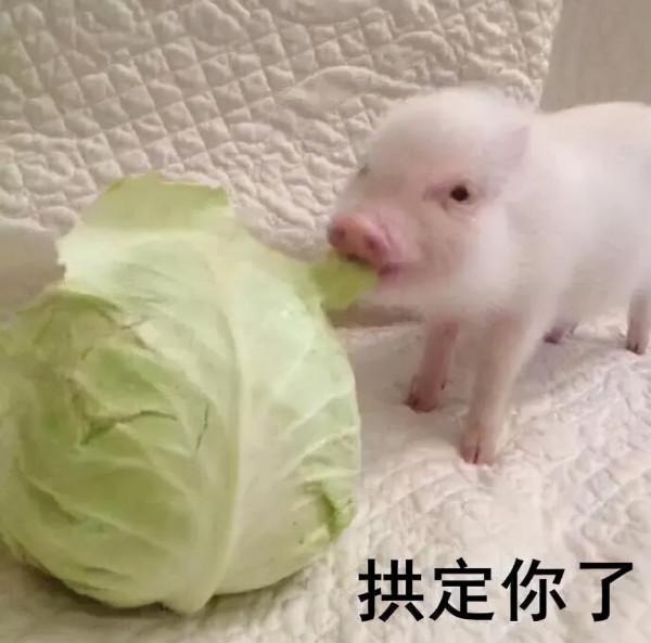 阿拉伯帝國四大哈里發、創始人家的白菜以及綠衣大食有何關聯？