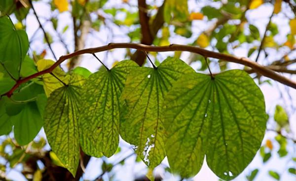 鐵在作物中有哪些作用