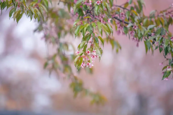 騰衝周邊遊丨冬日遊櫻花谷