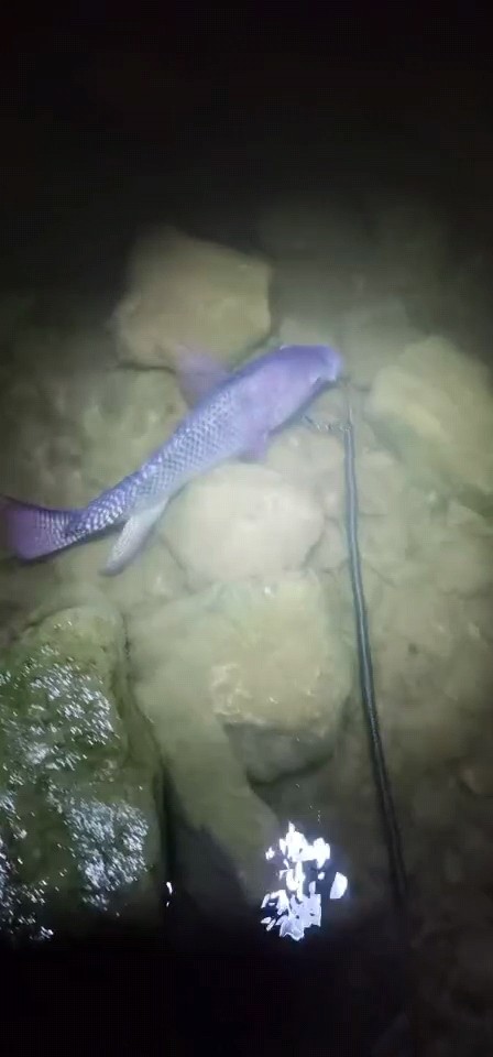 中魚切線始終是一種遺憾但也是釣魚的魅力所在，最終擒獲巨型羅非