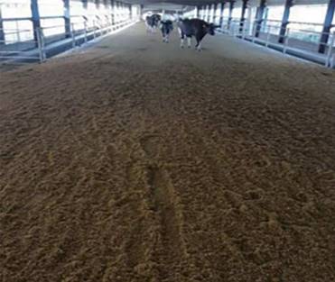 寒冬時節,奶牛牧場如何安全越冬? 寒冬時節,奶牛牧場如何安全越冬?