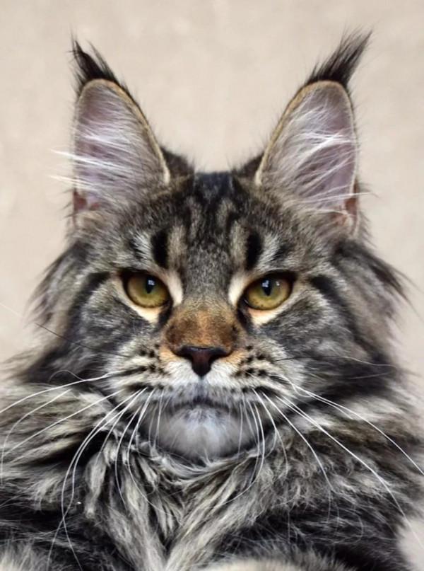 緬因貓&OpenCurlyDoubleQuote;怎麼養&rdquo;？最科學的5種方法