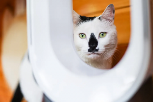 和小貓咪在一起的快樂,你懂個啥啊? 和小貓咪在一起的快樂,你懂個啥啊?