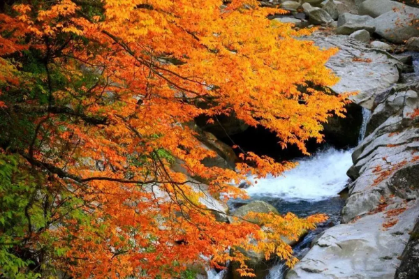 紅葉最佳觀賞期！這些地方全都美成了仙境，趕緊出發