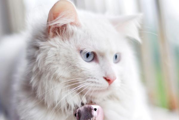 貓界排行榜之懂事的貓，它們不會忘恩負義