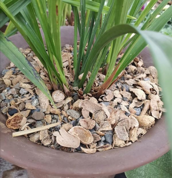 花盆下面填一層“顆粒”,疏鬆透氣不積水,根系生長健壯 花盆下面填一層“顆粒”,疏鬆透氣不積水,根系生長健壯