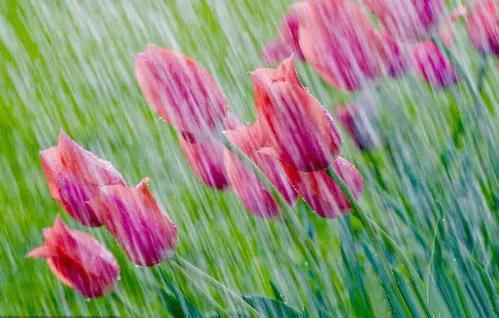 我想送你一首詩 外一首：飛進你夢裡