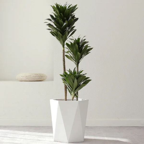 2021年最流行的客廳花卉植物，看看哪種最適合你家