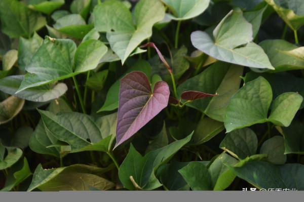 紅薯旺長,如何科學控旺促高產?農業專家分享兩個實戰經驗 紅薯旺長,如何科學控旺促高產?農業專家分享兩個實戰經驗