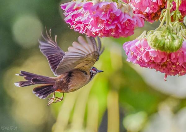 虎年大吉！飛鳥撲芙蓉，紅紅火火鬧新春