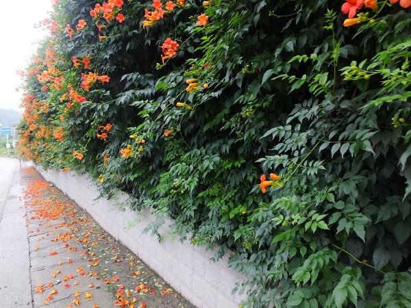 院子裡養棵凌霄花，嗖嗖爬上牆，滿枝條都是花