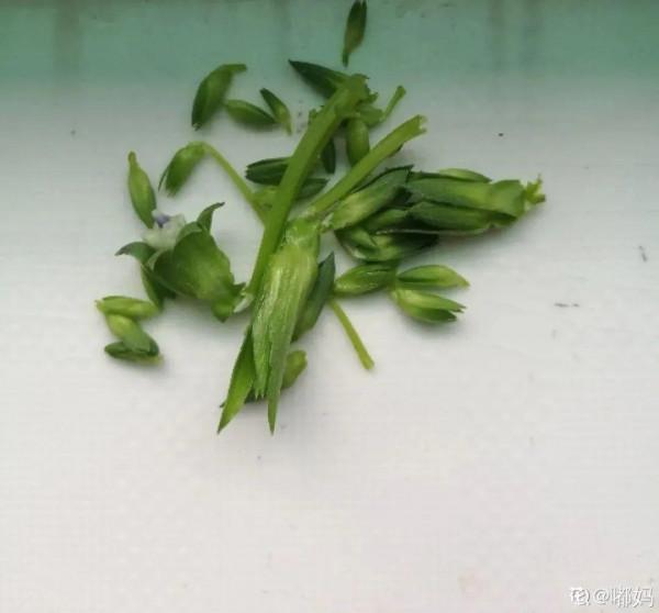 屋裡養盆“香水花”,活脫脫的“活香水”,滿屋香味還特別耐寒 屋裡養盆“香水花”,活脫脫的“活香水”,滿屋香味還特別耐寒