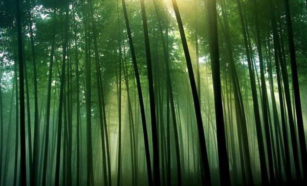 日本女孩挖筍時離奇失蹤，警犬搜尋時詭異行為，引發無數猜想