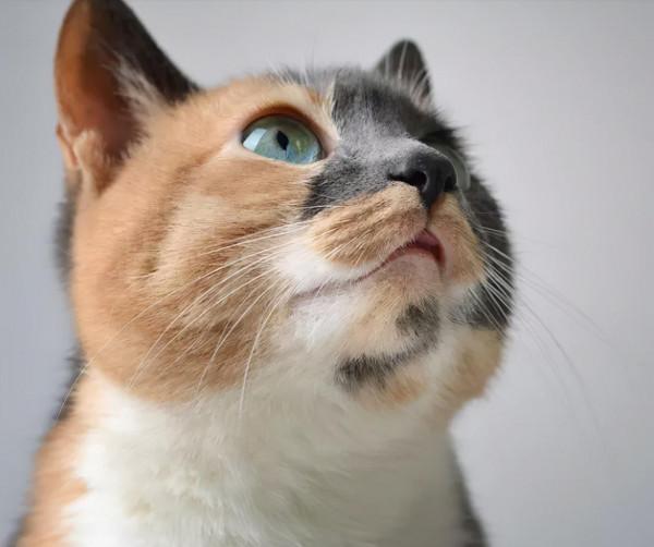 “貓是奸臣，養不熟？！”