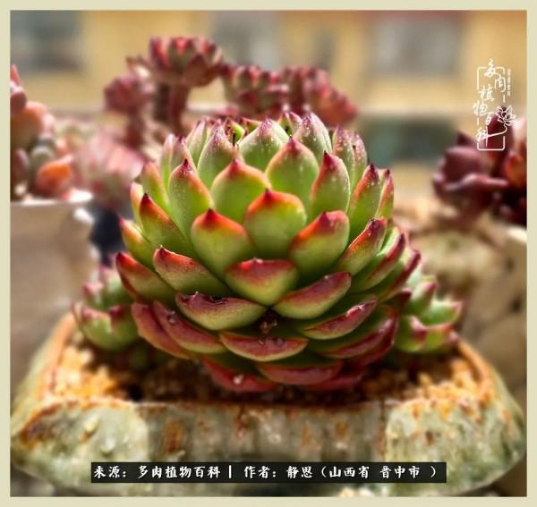 這低谷的一年,感謝多肉的陪伴 這低谷的一年,感謝多肉的陪伴