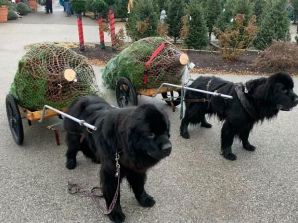 21只「以為自己是小狗」的巨大汪星人