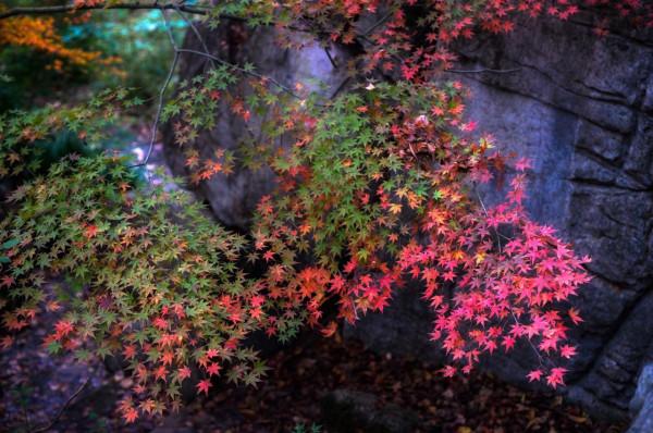 今年秋天一定要去下南京棲霞山，中國四大賞楓勝地之一，風景絕美