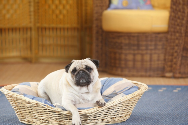 2021年，寵物店最好賣的7種狗，便宜又好養