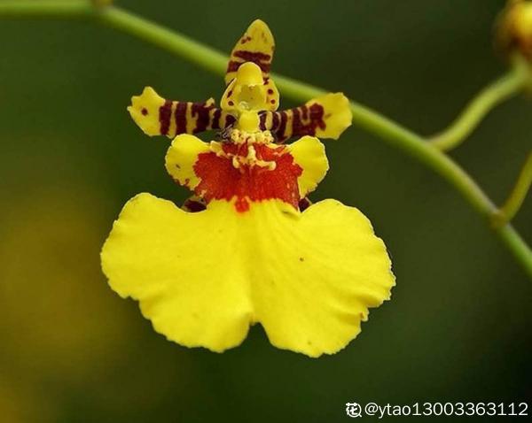 5種花,光聽名字就很美,看到實物後,網友感嘆:名不虛傳 5種花,光聽名字就很美,看到實物後,網友感嘆:名不虛傳