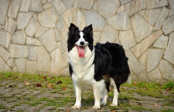 國內“最火”的幾種狗，附上最新價格表，你家狗買貴了嗎？