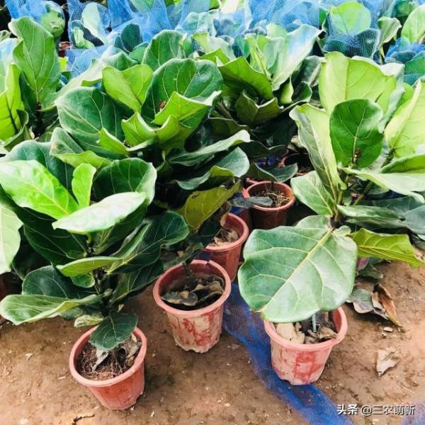 客廳有樹，十家九富！這幾種植物放在家裡，既能鎮宅，又寓意吉祥