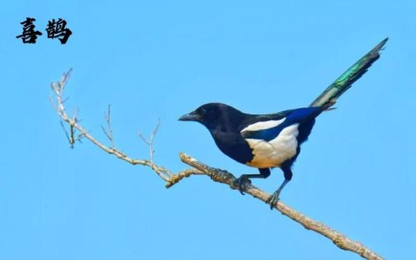 九種只有農村能看到，城市看不到的小鳥兒