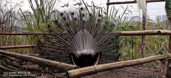 「重慶動物園」別樣風景哥倆好