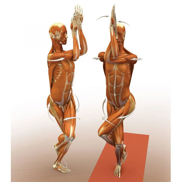 練瑜伽，這些解剖常識你要知道（附28個常見體式解剖圖）