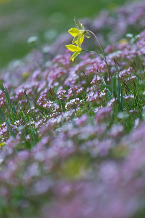 多少人的夢想!湖南姑娘用5年,在新疆禾木打造了個絕美花園 多少人的夢想!湖南姑娘用5年,在新疆禾木打造了個絕美花園