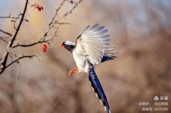 不為雞犬是戰狼，但看紅嘴藍鴉鵲