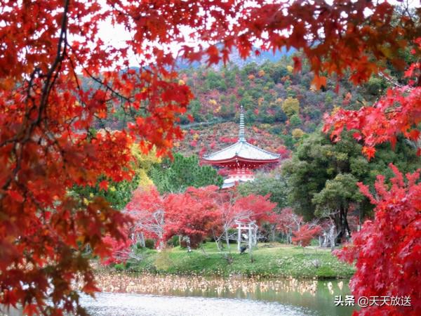 2021年11月京都紅葉觀賞資訊