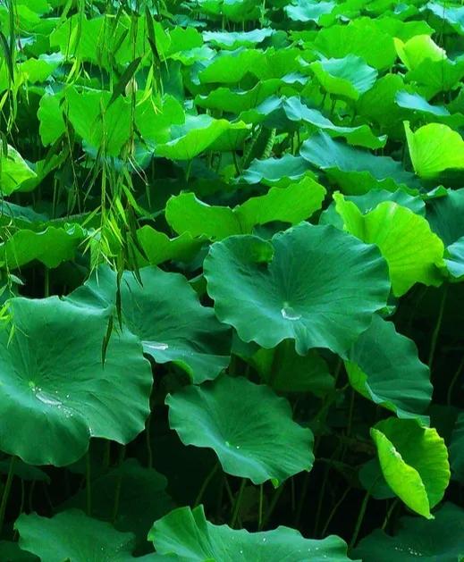 “芰荷葉上難停雨,松檜枝間自有風”,詩人悟出怎樣的人生哲理? “芰荷葉上難停雨,松檜枝間自有風”,詩人悟出怎樣的人生哲理?