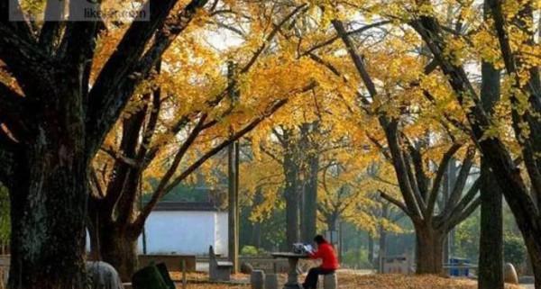 銀杏長廊,燦燦金黃 銀杏長廊,燦燦金黃