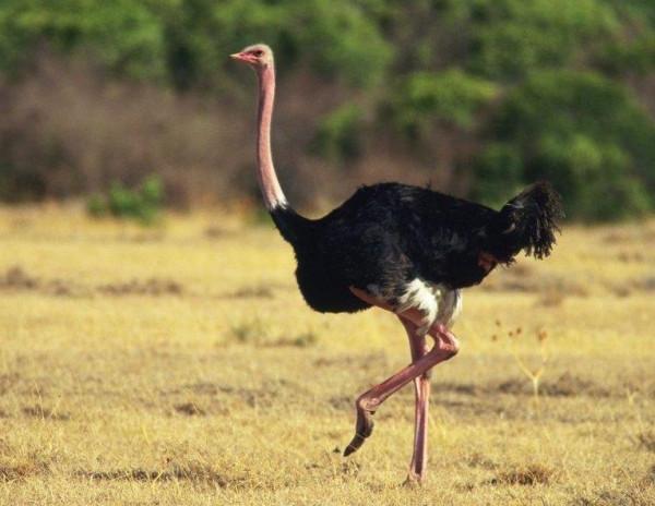 盤點45個冷知識：生活中經常出現但容易被忽視，看看你知道幾個？