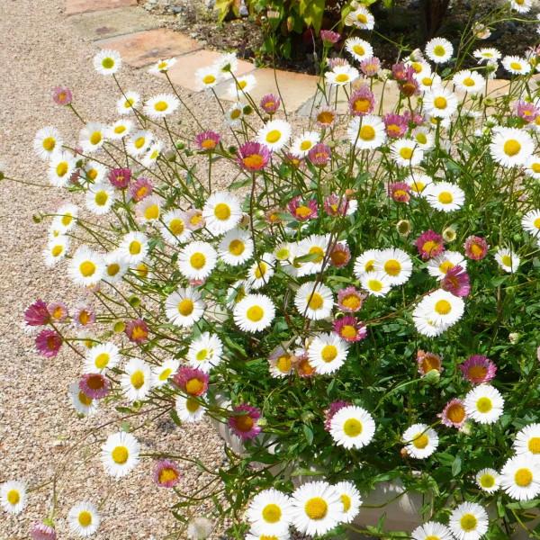 墨西哥飛蓬草,宿根花境裡高顏值、低維護植物 墨西哥飛蓬草,宿根花境裡高顏值、低維護植物