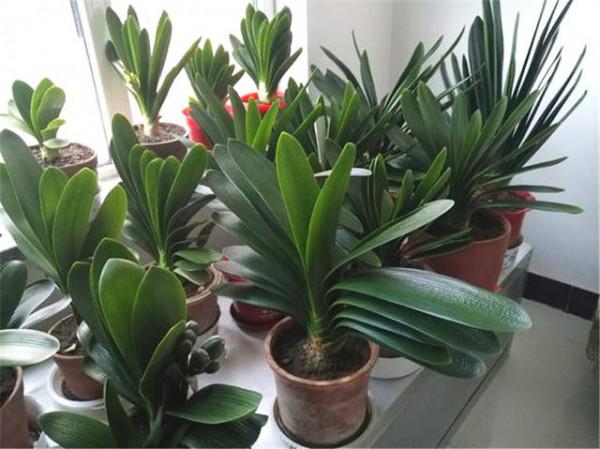 君子蘭“富養”好，5個小技巧，花箭“竄高個”，開花多又大